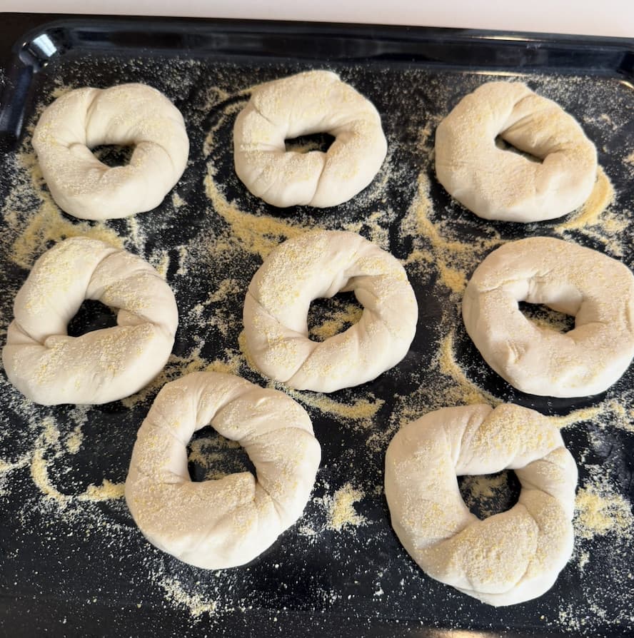 Eight shaped bagels on a cornmeal-dusted tray under plastic wrap, ready to proof